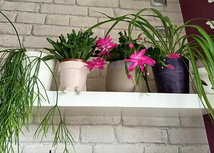 Les Bichettes Nocleg ze śniadaniem 3*